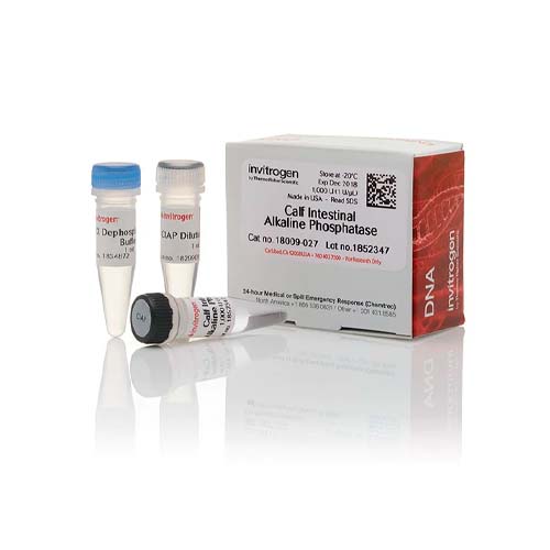 21874. CIAP (CALF INTESTINAL ALKALINE PHOSPHATASE) 1U/UL 1000U - INVITROGEN