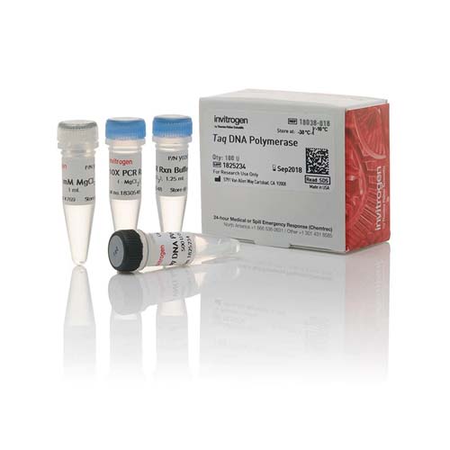 12135. TAQ DNA POLYMERASE NATIVE 100 UNITS - INVITROGEN