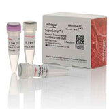 26801. TRANSCRIPTASA INVERSA SUPERSCRIPT II 2000U INVITROGEN