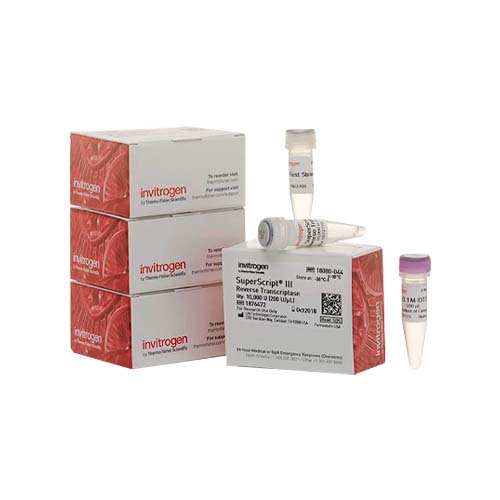 13583.SUPERSCRIPT III REVERSE TRANSCRIPTASE 4 X 10,000 UNITS - INVITROGEN