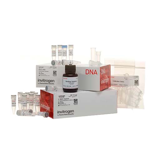 55713.5' RACE SYSTEM FOR RAPID AMPLIFICATION OF CDNA ENDS, VERSION 2.0, 10 REACTIONS - INVITROGEN