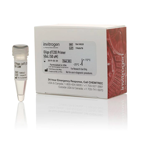 19802. OLIGO (DT) 20 PRIMER 15UG - INVITROGEN