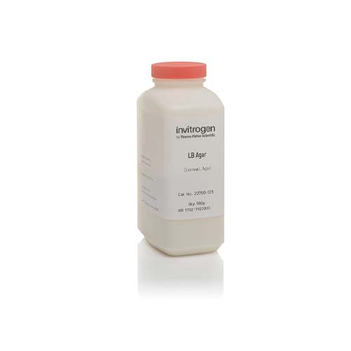15771. AGAR LB (LENNOX) POLVO 500GR - INVITROGEN