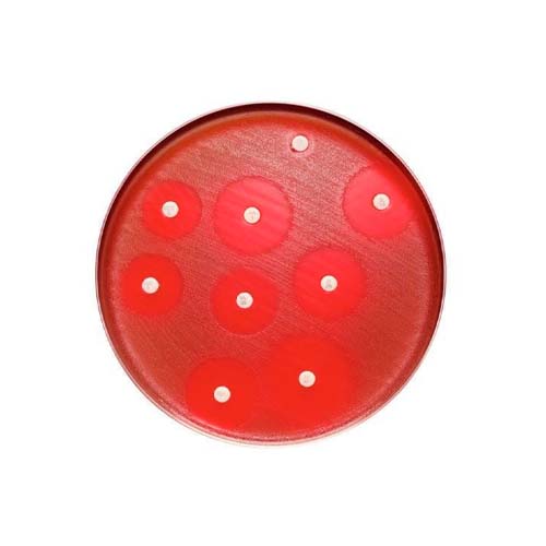 54197. SENSIDISCOS PIPERACILINA/TAZOBACTAM 100UG C/10 CARTUCHOS - BBL