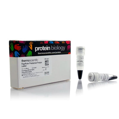 53060. PAGERULER PRESTAINED PROTEIN LADDER 10 TO 180KDA 2X250UL - PIERCE