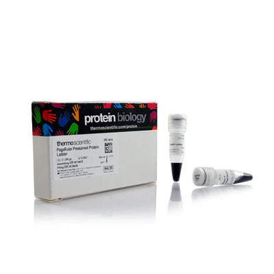 53264. PAGERULER PRESTAINED PROTEIN LADDER 10-180KDA 10X250UL - PIERCE