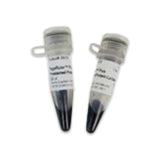 53387. PAGERULER PLUS PRESTAINED PROTEIN LADDER 10-250KDA 10X250UL - PIERCE