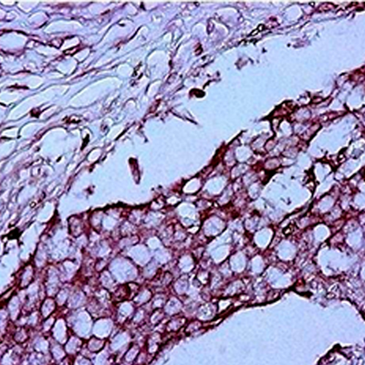 52895. GOAT ANTI-MOUSE IGG (H&L) SECONDARY ANTIBODY HRP 2 ML - PIERCE