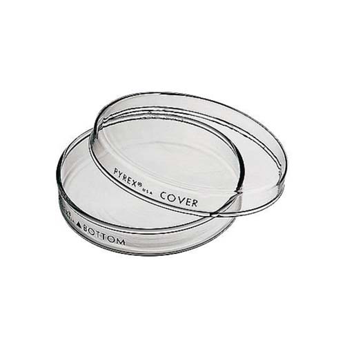 14152. CAJA PETRI 100X10MM DE VIDRIO COMPLETA NO ESTERIL PYREX