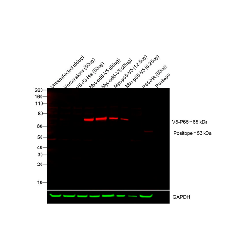 18062. V5 TAG MONOCLONAL ANTIBODY (2F11F7) ALEXA FLUOR 555 50UG - INVITROGEN