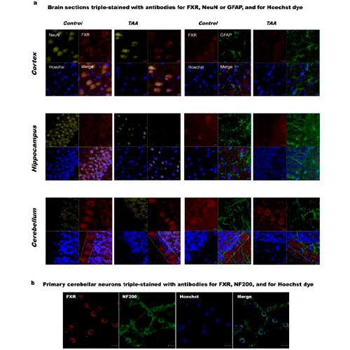22477. FXR MONOCLONAL ANTIBODY (A9033A) 100UG INVITROGEN