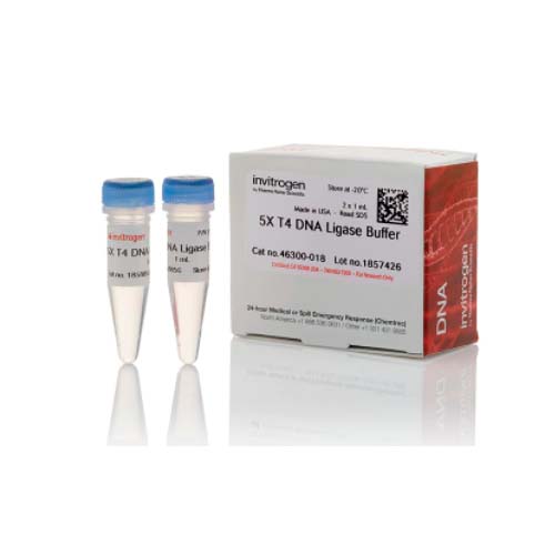 20908. T4 DNA LIGASE BUFFER 2 X 1ML - INVITROGEN