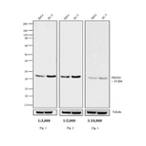 18038. GOAT ANTI-RABBIT IGG (H+L) SECONDARY ANTIBODY HRP CONJUGATE 1ML - INVITROGEN