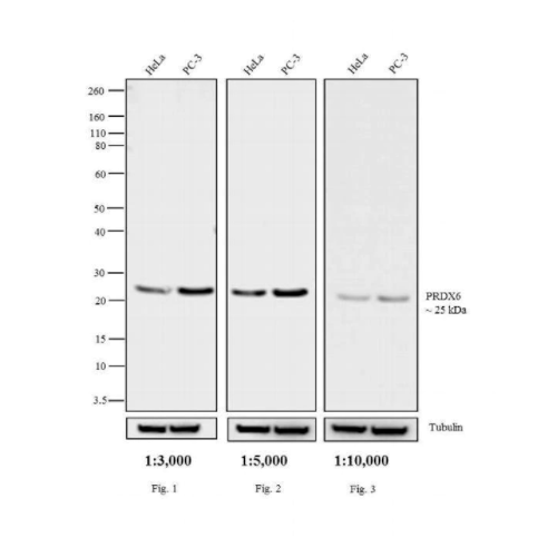 18038. GOAT ANTI-RABBIT IGG (H+L) SECONDARY ANTIBODY HRP CONJUGATE 1ML - INVITROGEN