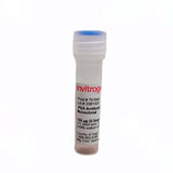 6401. PSA RECOMBINANT RABBIT MONOCLONAL ANTIBODY (4H23L24) 100UG - INVITROGEN