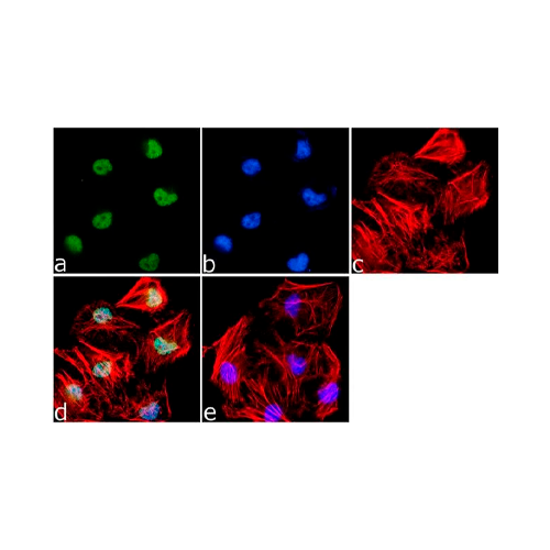 18051. POLYCLONAL ANTIBODY H3K79ME2 100UG - INVITROGEN