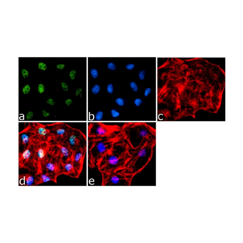 18050. POLYCLONAL ANTIBODY H3K27AC 100UG - INVITROGEN