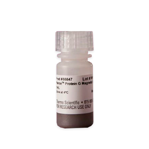 52915. PERLAS MAGNETICAS DE PROTEINA G 1ML - PIERCE