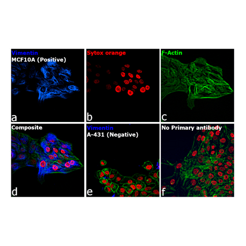 26875. DONKEY ANTI-RABBIT IGG (H+L) HIGHLY CROSS-ADSORBED SECONDARY ANTIBODY ALEXA FLUOR 350, 500UL INVITROGEN