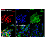 26883. GOAT ANTI MOUSE IGG (H L) CROSS ADSORBED SECONDARY ANTIBODY CYANINE3 500 UL INVITROGEN