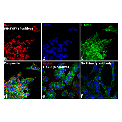 26883. GOAT ANTI MOUSE IGG (H L) CROSS ADSORBED SECONDARY ANTIBODY CYANINE3 500 UL INVITROGEN