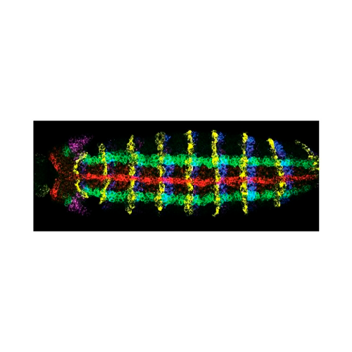 18035. GOAT ANTI-MOUSE IGG (H+L) SECONDARY ANTIBODY ALEXA FLUOR 488 500UL - INVITROGEN