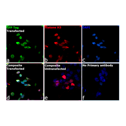 26886. GPF ANTIBODY 100UL INVITROGEN