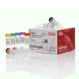 5947. SISTEMA DE MUTAGENESIS DIRIGIDA EN EL SITIO GENEART PLUS 10 REACCIONES - INVITROGEN