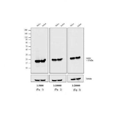 12144. GOAT ANTI-MOUSE IGG (H+L) CROSS-ADSORBED SECONDARY ANTIBODY HRP 1MG - INVITROGEN
