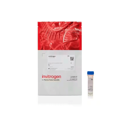 26862. ALEXA FLUOR 647 C2 MALEIMIDE 1MG INVITROGEN