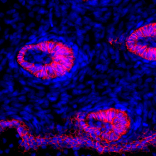 26885. GOAT ANTI-MOUSE IGG1 CROSS-ADSORBED SECONDARY ANTIBODY ALEXA FLUOR 568, 500UG INVITROGEN