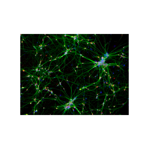 19796. DONKEY ANTI-MOUSE IGG (H+L) HIGHLY CROSS-ADSORBED SECONDARY ANTIBODY ALEXA FLUOR 594, 0.5ML - INVITROGEN
