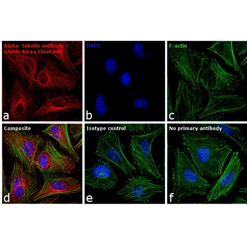 22461. GOAT ANTI-MOUSE IGG (H+L) CROSS-ADSORBED SECONDARY ANTIBODY ALEXA FLUOR 647 1MG INVITROGEN