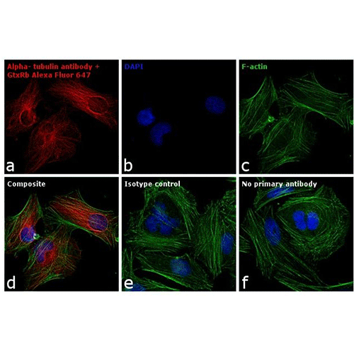 22462. GOAT ANTI-RABBIT IGG (H+L) CROSS-ADSORBED SECONDARY ANTIBODY ALEXA FLUOR 647 1MG INVITROGEN