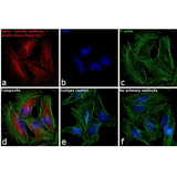 22465. GOAT ANTI-RABBIT IGG (H+L) HIGHLY CROSS-ADSORBED SECONDARY ANTIBODY, ALEXA FLUOR 647  1MG INVITROGEN