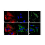 21882. GOAT ANTI-RABBIT IGG (H+L) CROSS-ADSORBED SECONDARY ANTIBODY, ALEXA FLUOR 555 1MG - INVITROGEN