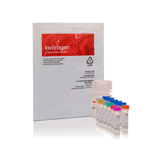 52855. KIT DE ENSAYO DE PEROXIDASA/PEROXIDO DE HIDROGENO AMPLEX RED 500 ENSAYOS - MOLECULAR PROBES