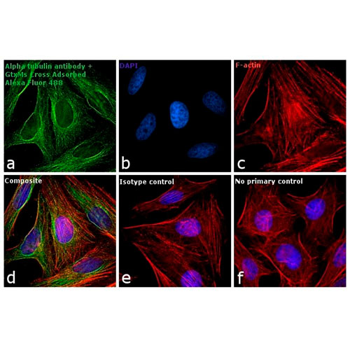 22732. GOAT ANTI-MOUSE IGG (H+L) SUPERCLONAL RECOMBINANT SECONDAY ANTIBODY, ALEXA FLUOR 488 1MG INVITROGEN