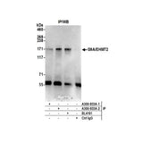 20986. RABBIT ANTI-G9A/EHMT2 ANTIBODY AFFINITY PURIFIED 100UG - BETHYL LABS