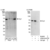 20987. RABBIT ANTI-CRY1 ANTIBODY AFFINITY PURIFIED 20UG - BETHYL LABS