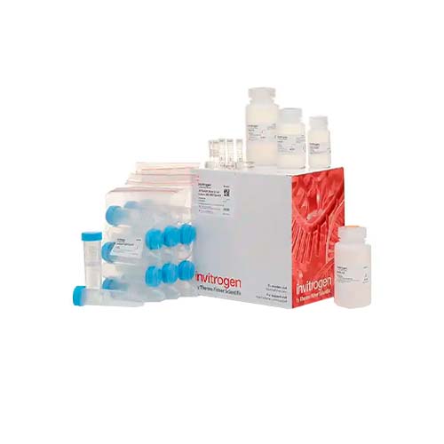 22731. KIT DE PREPARACION MEDIA DE ADN P/CULTIVO CELULAR Y DE SANGRE 20 PREPARACIONES JETQUICK INVITROGEN