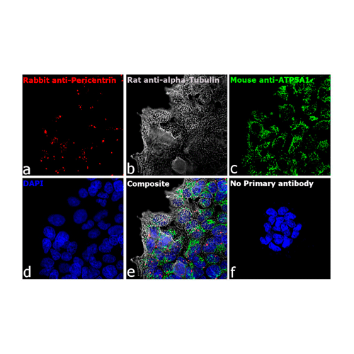 26884. GOAT ANTI-MOUSE IGG (H+L) HIGHLY CROSS-ADSORBED SECONDARY ANTIBODY, ALEXA FLUOR PLUS 647 1MG INVITROGEN