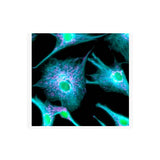 21877. DONKEY ANTI-RABBIT IGG (H+L) HIGHLY CROSS-ADSORBED SECONDARY ANTIBODY ALEXA FLUOR PLUS 405 1MG - INVITROGEN