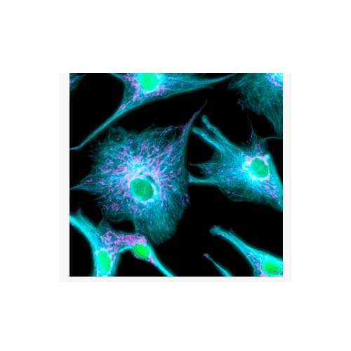 21877. DONKEY ANTI-RABBIT IGG (H+L) HIGHLY CROSS-ADSORBED SECONDARY ANTIBODY ALEXA FLUOR PLUS 405 1MG - INVITROGEN