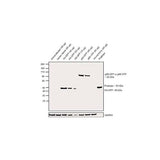 21876. GFP POLYCLONAL ANTIBODY 100UL - INVITROGEN