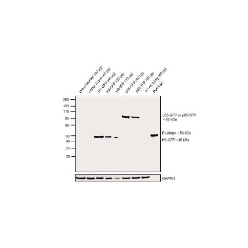 21876. GFP POLYCLONAL ANTIBODY 100UL - INVITROGEN