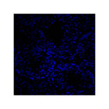 20762. MOUNTING MEDIUM WITH DAPI AQUEOUS FLUOROSHIELD 100ML - ABCAM