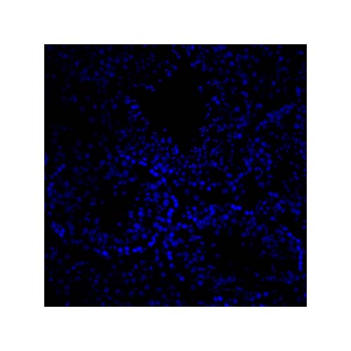 20762. MOUNTING MEDIUM WITH DAPI AQUEOUS FLUOROSHIELD 100ML - ABCAM