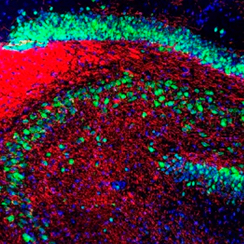 26440. ANTI-NEUN ANTIBODY-NEURONAL MARKER 50UL ABCAM