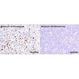 2933. ANTI-P21 ANTIBODY (HUGO291) 100UG ABCAM